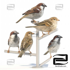 Living creatures Living creatures House Sparrow