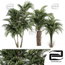 Palm Trees 08