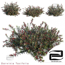 Darwinia Taxifolia Bushes