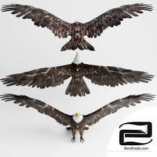 Hawk