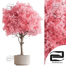 Pink Tree Indoor Plants