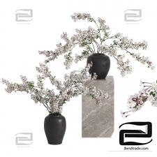 Bouquets of White Cherry