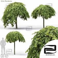 Elm Pendula Trees