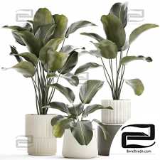 Indoor plants exotic bush