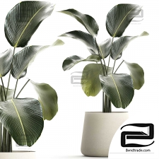 A bush of a tropical plant