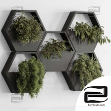 Indoor plants 108