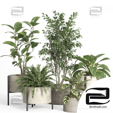 Indoor plants set 321