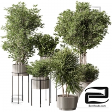 Indoor plants 752