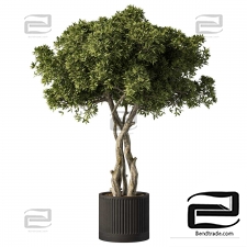 Indoor plants 36