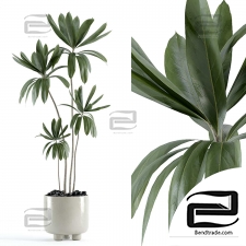Indoor plants 58
