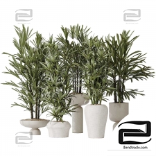 Indoor plants Dracaena Warneckii Lemon,Rhapis Excelsa
