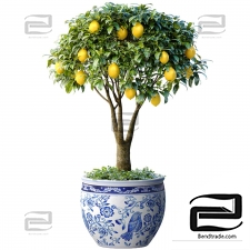 Indoor plants lemon tree in a pot