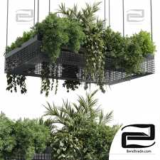 Indoor plants set
