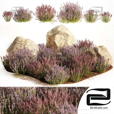 A set of lavender bushes