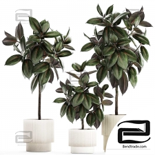 Indoor plants 6227