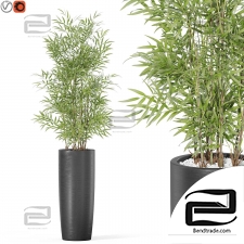 Indoor plants 5288