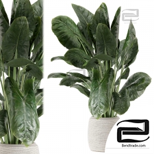 Indoor plants 90