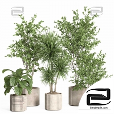 Indoor plants set 49
