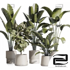 Indoor plants set 30