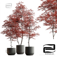 Indoor plants 10