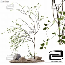 Indoor plants 104
