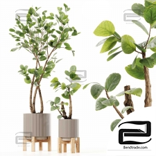 Indoor plants 106