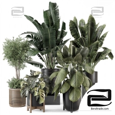 Indoor plants set 58