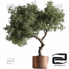 Indoor Plants Tree in Pot