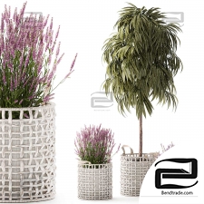 Indoor plants set 50