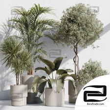Indoor plants 108