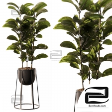 Ficus Indoor Plants