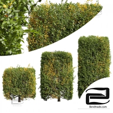 The privet is trimmed