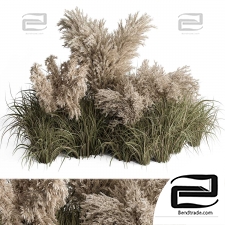 Plants of the Pampas