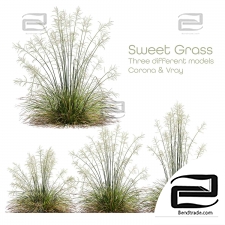 Stipa arundinacea herb