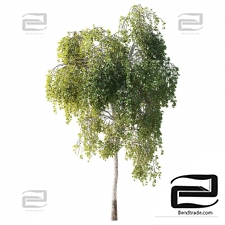 Birch tree