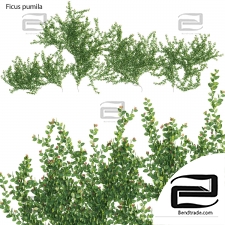 Dwarf ficus