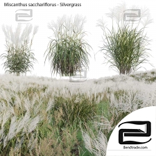 Silver Grass
