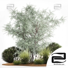 Set of plants 54