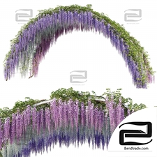 The Wisteria Arch