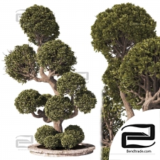 Garden trees