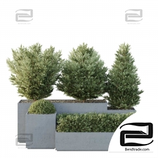 Outdoor plants 255