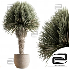 Yucca tree