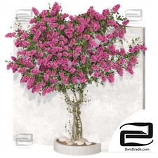 The Bougainvillea plant