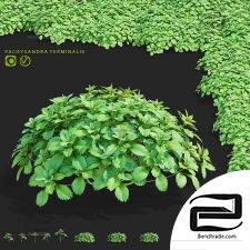 Apical pachysandra