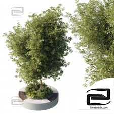 Bench with a tree