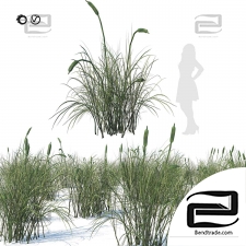 Broad-leaved cattails