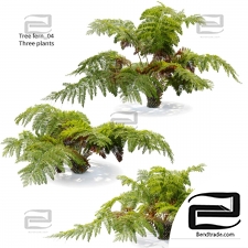 Tree Fern