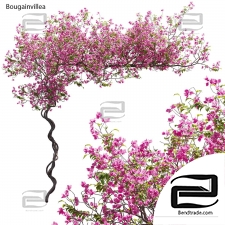 Outdoor plants 50