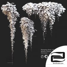 Outdoor plants 55