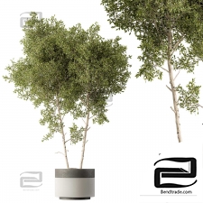 Outdoor plants 433